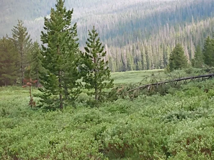 Hohnholz Lakes Campground 9