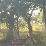 Custer Cove Campground