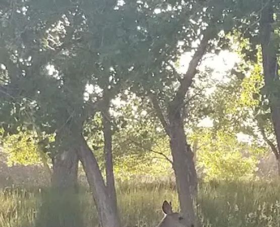 Custer Cove Campground
