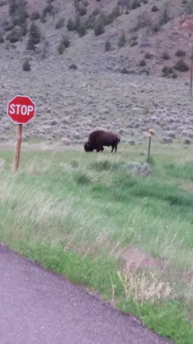 Whiskey Gulch Campground 0
