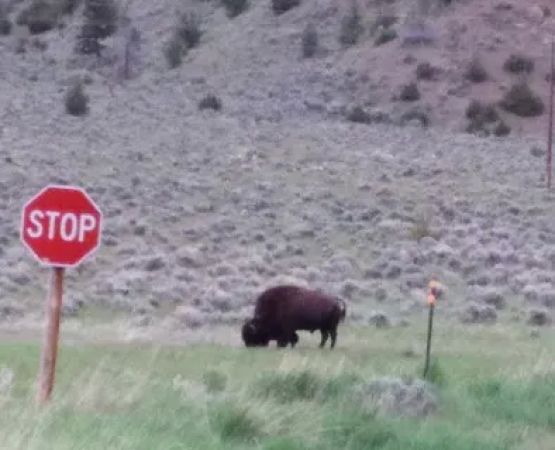 Whiskey Gulch Campground