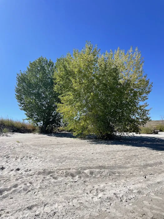 Freier Beach Campsite 8