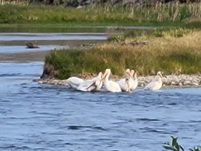 Tailrace Campground 6