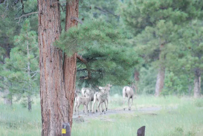 Firehole Canyon Campground 5