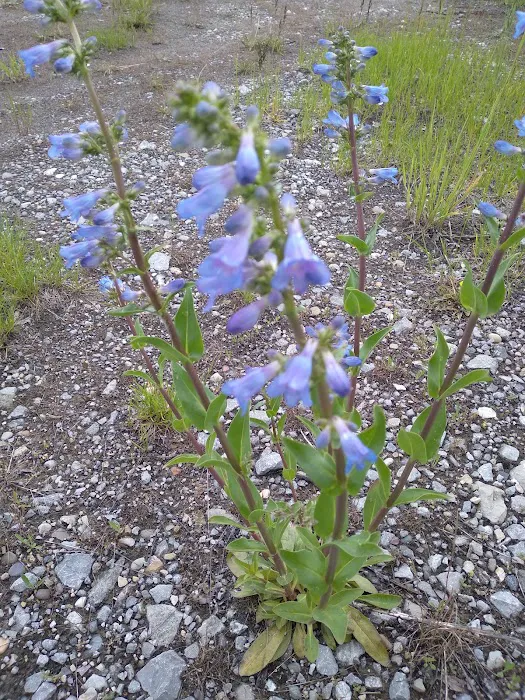 Blowout Campground 3
