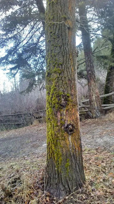 Tincup Campground 5