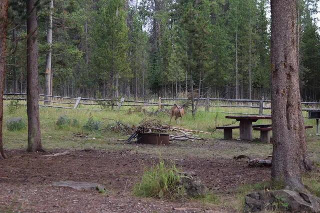 Forest Park Campground 0