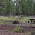 Forest Park Campground