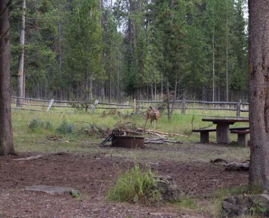 Forest Park Campground