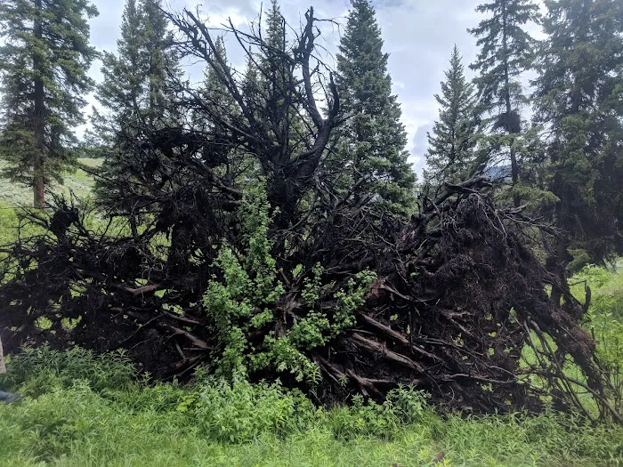 Lower Blacktail Creek 0