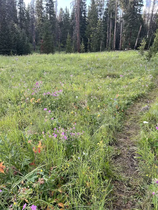 Upper Dailey Creek WF2 6
