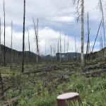 Specimen Creek Junction