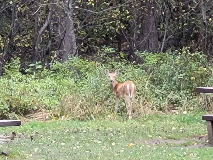 Pine Creek Campground 5