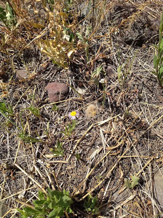 Swan Creek Campground 1