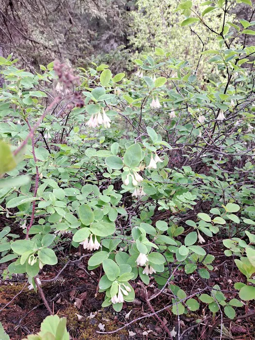 Swan Creek Campground 4