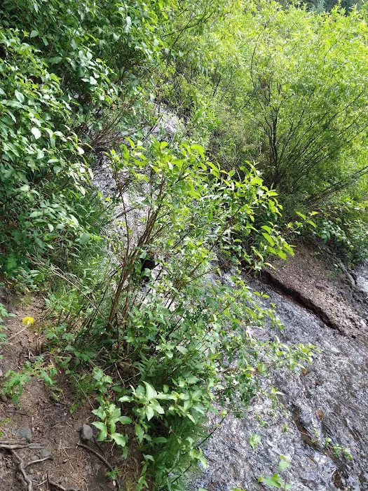 Swan Creek Campground 0