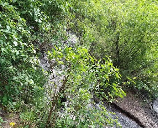 Swan Creek Campground