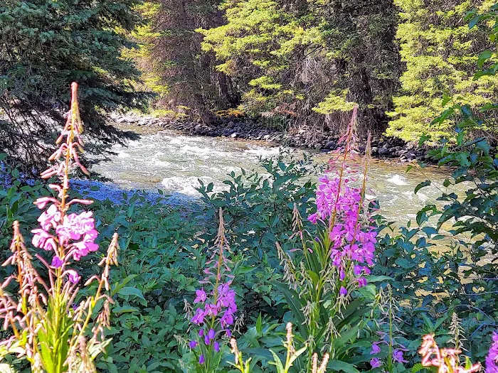 Moose Creek Flat Campground 8