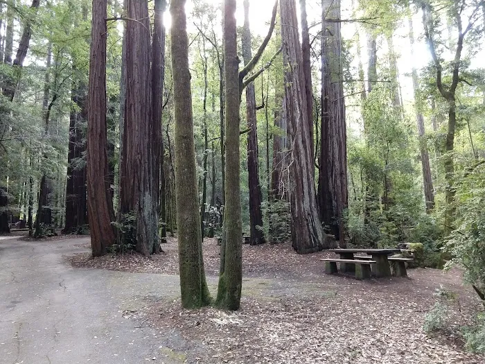 Point Group Camp, Portola Redwoods State Park 4