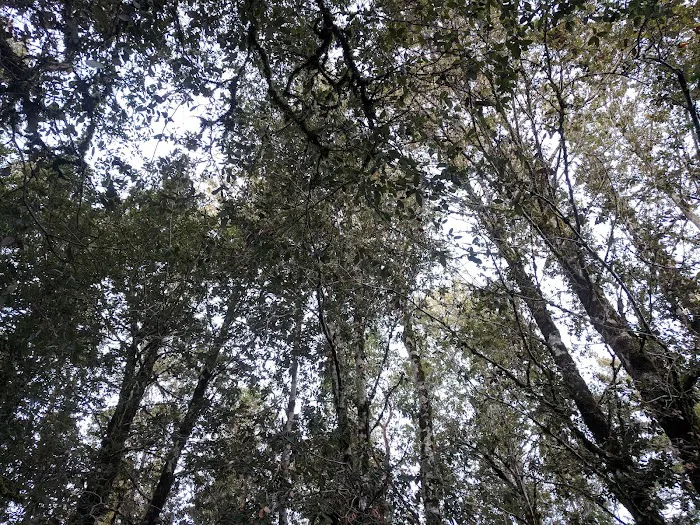 Lane Trail Camp 9