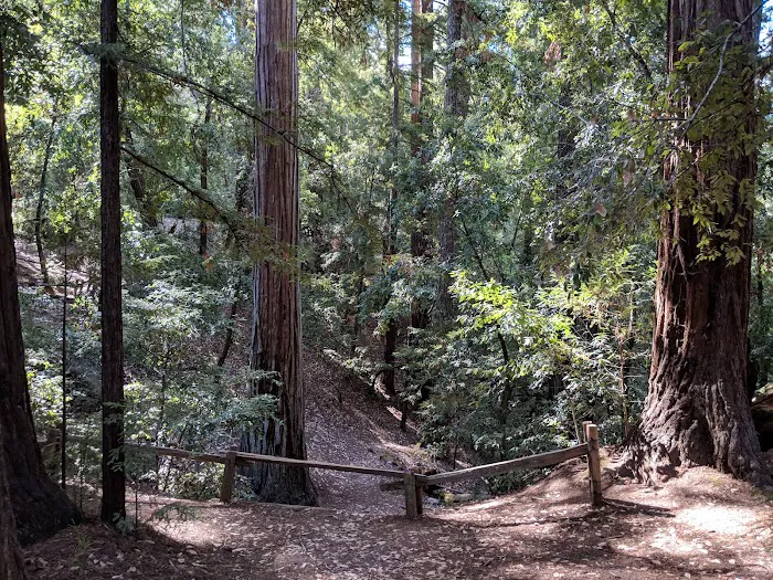 Sequoia Group Camp 0