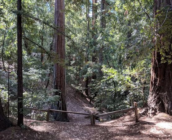 Sequoia Group Camp
