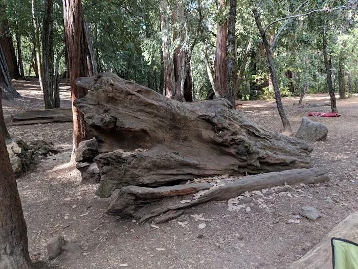 Sequoia Group Camp 1