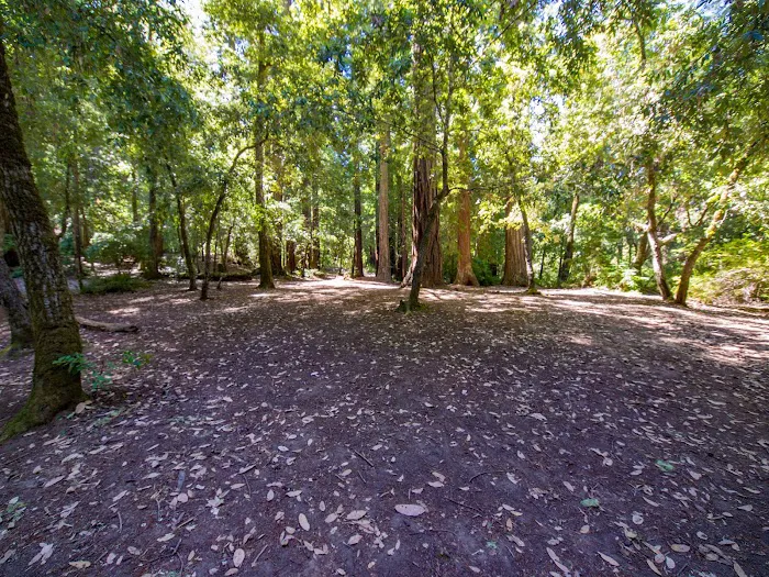 Sequoia Group Camp 2