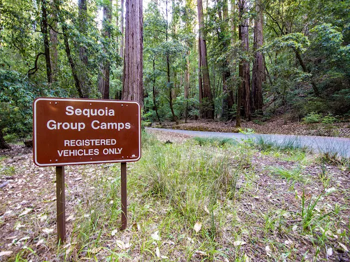 Sequoia Group Camp 7