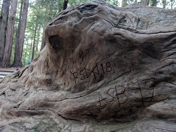 Sequoia Group Camp 6