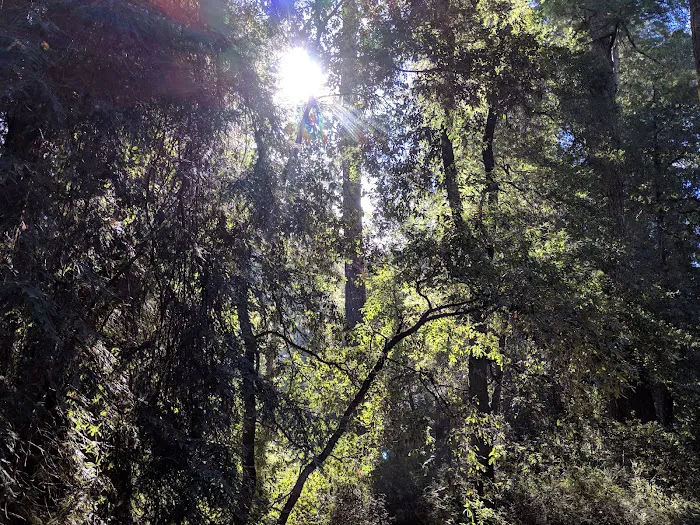 Blooms Creek Campground 8