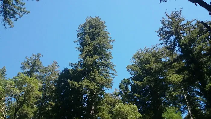 Big Basin Tent Cabins 7