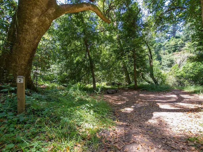 Twin Redwoods Trail Camp 3