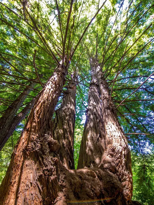 Twin Redwoods Trail Camp 4