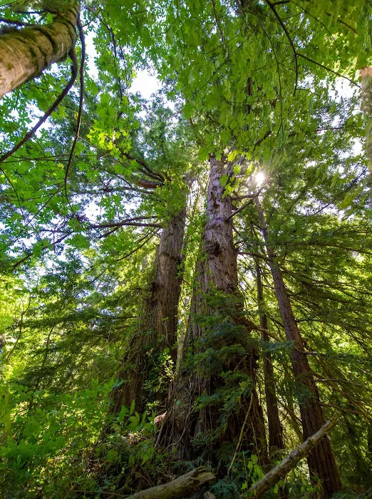 Twin Redwoods Trail Camp 9