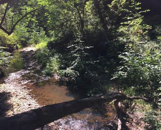 Alder Trail Camp