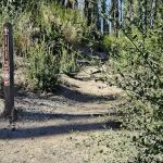 Ben Ries Campground, Butano State Park