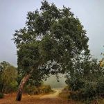 Frank Valley Horse Camp - Equestrian Group Tent Campsite - GFVH