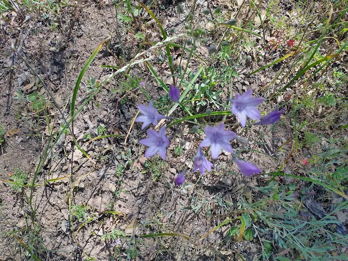 Orestimba Corral 9