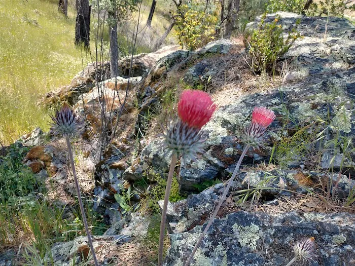 Orestimba Corral 1