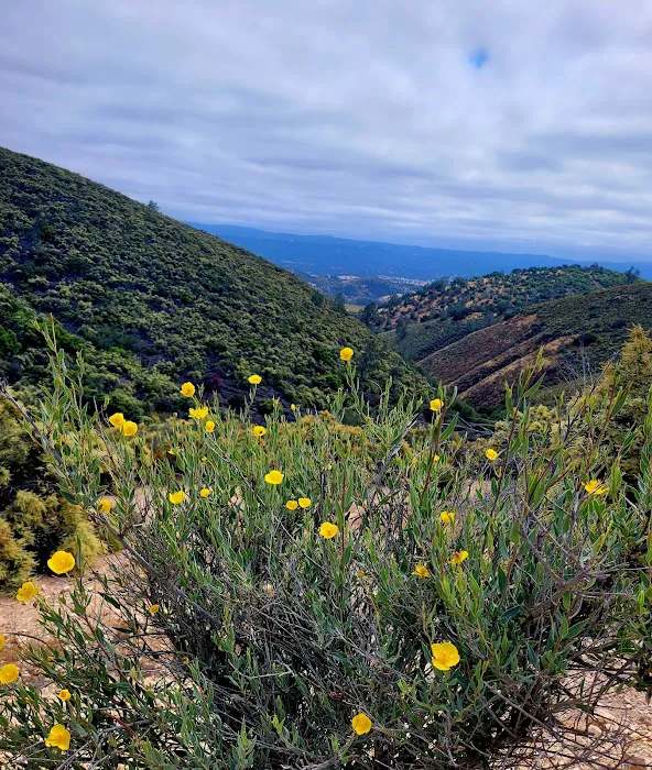 Williams Hill 7