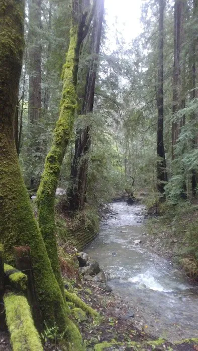 Bullfrog Pond Campground 4