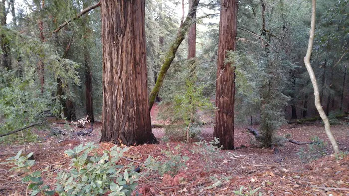 Bullfrog Pond Campground 6