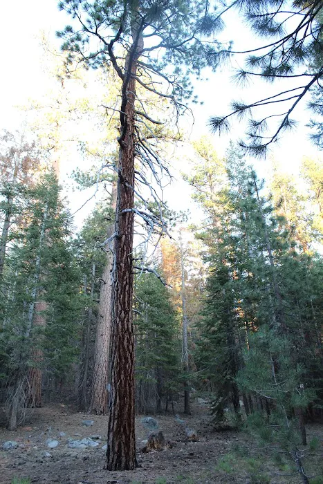 Mono Creek Campground 4