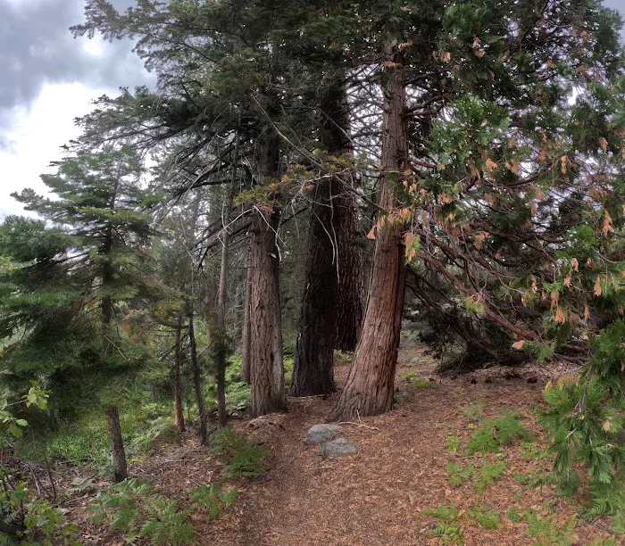 Ward Lake Campground 7