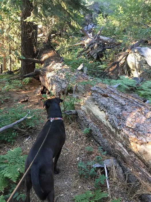 Ward Lake Campground 8