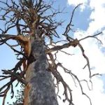 Vermillion Campground