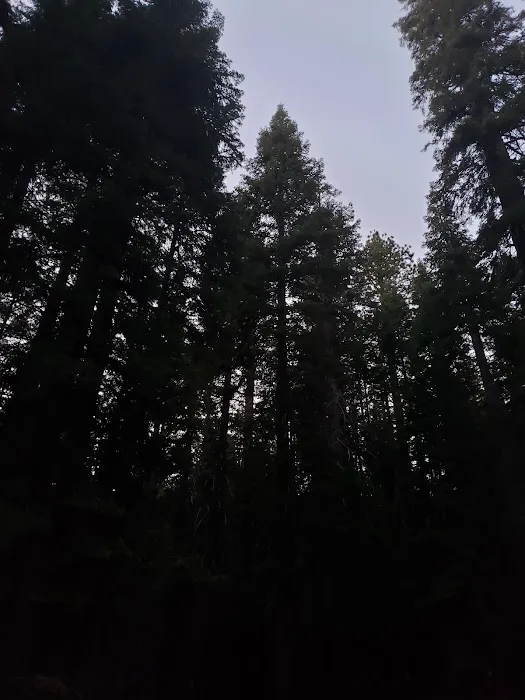 Kinnikinnick Campground 9