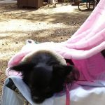 Kinnikinnick Campground