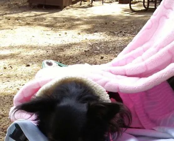 Kinnikinnick Campground